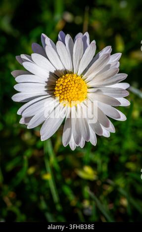 Top-Down-Makro-Nahaufnahme einer einzelnen weißen Gänseblümchen mit gelbem Pollenmittelpunkt vor grünem Rasen. Stockfoto