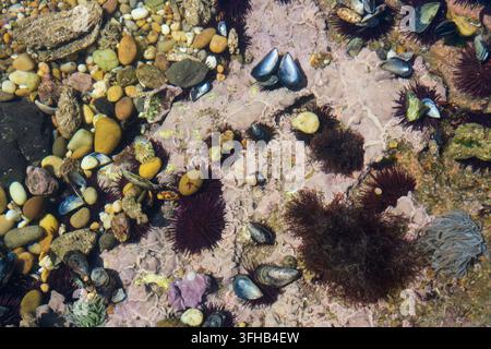 Seeigel, Muscheln und farbenfrohe Kieselsteine in einem flachen Meeresgezeitenbecken Stockfoto