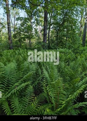 Üppige Vegetation und malerische Landschaft im Indiana Dunes Nationalpark Stockfoto