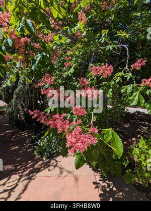 Roter Rosskastanienbaum in voller Blüte mit lebendigen Blüten und üppigem grünen Laub Stockfoto