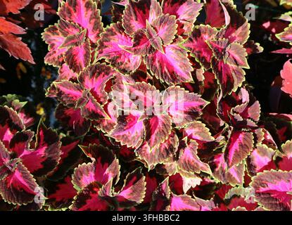Oberansicht von Coleus, immergrüne Zierpflanze. Sie ist auch bekannt als bemalte Brennnessel. Stockfoto