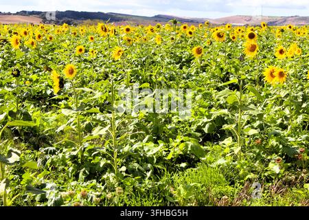 Sonnenblumen auf einem Feld, UK Stockfoto