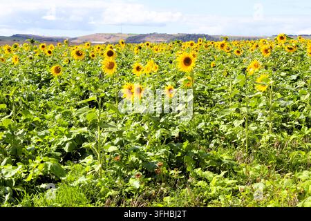 Sonnenblumen auf einem Feld, UK Stockfoto