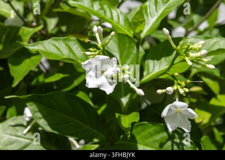 Nahaufnahme von weißen Jasminblüten und ungeöffneten Knospen, umgeben von glänzenden grünen Blättern, die ein frisches, duftendes, tropisches Gartengefühl in hellem Licht einfangen Stockfoto
