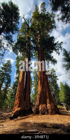 Riesige Mammutbäume, die in Kings Canyon Nationalpark in den Himmel ragen Stockfoto