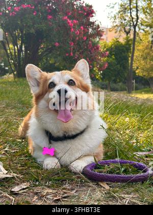 Lächelnder Corgi genießt einen warmen Sommertag im grünen Park Stockfoto