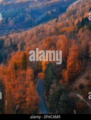 Hohe Blickwinkelansicht einer sich windenden Asphaltstraße, die durch einen dichten herbstlichen Bergwald mit lebhaften Orangenbäumen führt. Dieser malerische Reisehintergrund ist p Stockfoto