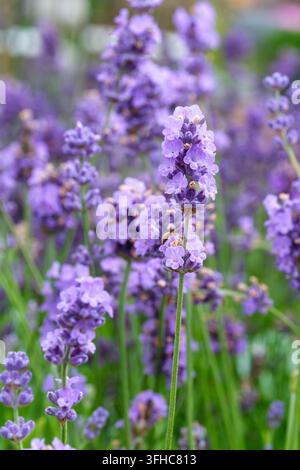 Lavandula angustifolia Dow4, Lavandula angustifolia Melissa Lilac, Englischer Lavendel Melissa Lilac, dunkelviolettte Knospen öffnen sich zu helleren Malvenfarben Stockfoto
