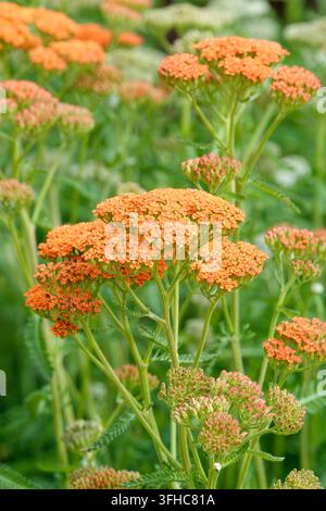 Achillea millefolium Terracotta, Schafgarbe Terracotta, flachköpfige Büschel von bräunlich-orangen Blüten, verblassen zu cremegelb Stockfoto