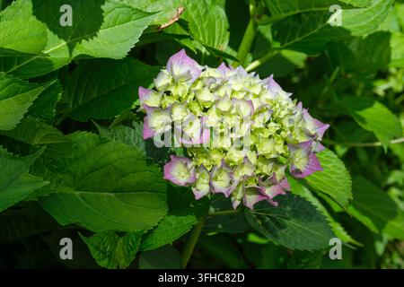Hydrangea macrophylla Bela, kuppelförmige Blütenstände, von rosa bis himmelblau je nach Boden-pH Stockfoto