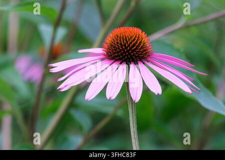 Echinacea purpurea, Purpur-Sonnenaugen, große, rosalila blumenähnliche Blüten Stockfoto