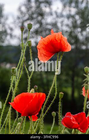 Hellrote Mohnblumen wiegen sich sanft in einem üppigen grünen Feld im frühen Sommer, ihre schlanken Stängel erheben sich vor einem Hintergrund aus weichem Laub und fernen Bäumen Stockfoto