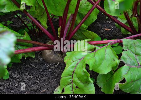 Rote Bete, die in Gartenerde wächst, Kopierraum Stockfoto