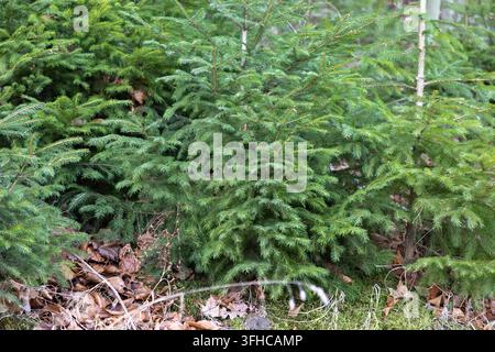 Nahaufnahme von lebendigen grünen Nadeln an jungen Fichten mit einem Waldboden aus braunen Blättern und Moos, der natürliches Wachstum und ruhige Waldlandschaft darstellt Stockfoto
