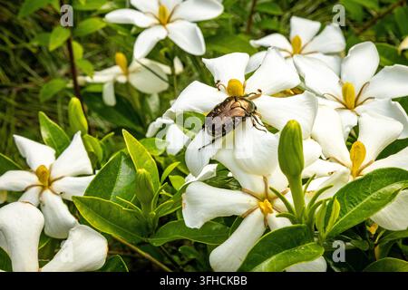 Ein metallisch weißgefleckter Blumenkäfer ruht auf einer einzelnen weißen Kap-Gardenien-Blüte, umgeben von glänzendem grünen Laub Stockfoto