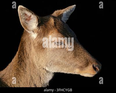 Nahaufnahme Profilporträt eines Rehwildes vor schwarzem Hintergrund Stockfoto