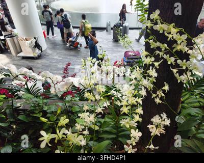Bündel weißer Dendrobium-Orchideen in Blüte, Garten des Jewel Changi Airport, Singapur Stockfoto