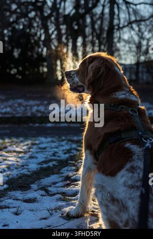 Ein Brittany Spaniel atmet in goldenem Gegenlicht sichtbaren Atem aus, während er an einem kalten Wintertag im Freien sitzt. Stockfoto