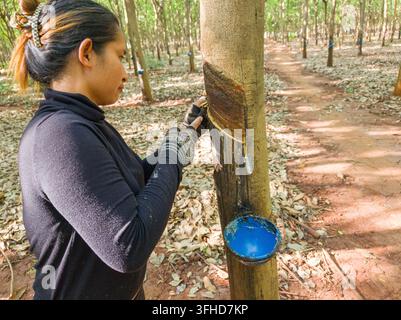 Ein Arbeiter erntet Naturkautschuk von einem Gummibaum (Hevea brasiliensis) in einer Plantage, Tboung Khmum Provinz (nahe Kampong Cham), Kambodscha Stockfoto