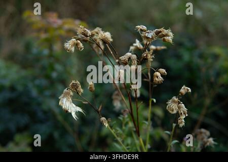 Trockene Samenköpfe von Wilddistel in einem Herbstfeld, Nahaufnahme Stockfoto