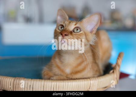 Ingwerkatze entspannt sich in einem Weidenkorb im Haus Stockfoto