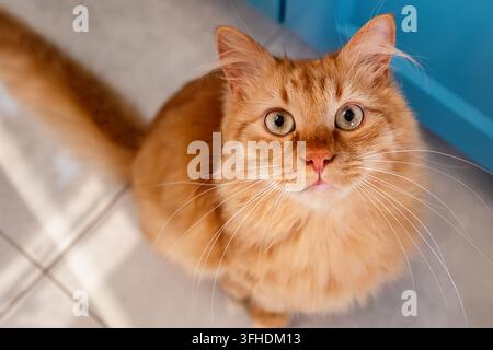 Flauschige Ingwerkatze schaut nach oben drinnen Stockfoto