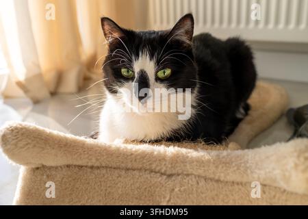 Schwarz-weiße Katze ruht auf einem weichen Bett im Haus Stockfoto
