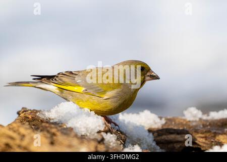 Ein heller europäischer Grünfink (Chloris chloris) mit gelben und olivfarbenen Federn, der auf einer mit frischem Schnee bedeckten Baumrinde sitzt und zur Seite schaut, in hellem Licht Stockfoto