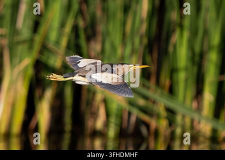 Ein kleiner männlicher Zwerg-IBIS (Ixobrychus minutus) fliegt mit ausgebreiteten Flügeln knapp über die Wasseroberfläche vor einem verschwommenen Hintergrund aus grünen Schilfen. Stockfoto