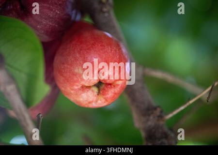 Ein detailliertes Makrofoto, das eine leuchtend rosa-rote Rosenapfel-Frucht zeigt, die an einem Ast zwischen üppigem grünen Laub hängt. Stockfoto