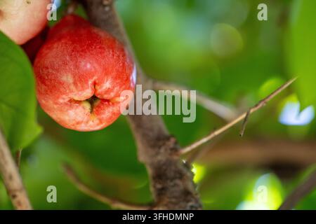 Ein detailliertes Makrofoto, das eine leuchtend rosa-rote Rosenapfel an einem Ast baumelt zeigt, vor einem breiten, weichen grünen Bokeh-Hintergrund. Stockfoto