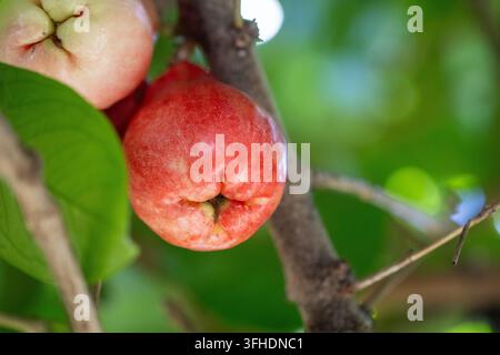 Eine detaillierte Makroaufnahme, die eine Ansammlung von rosa und roten Java-Rosenäpfeln zeigt, die an einem holzigen Ast reifen, umgeben von grünen Blättern. Stockfoto