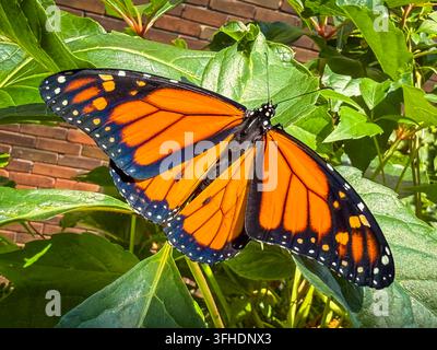 Ein neu geschlüpfter Monarchfalter mit ausgebreiteten Flügeln, der auf Weinblättern im Sonnenlicht ruht. Stockfoto