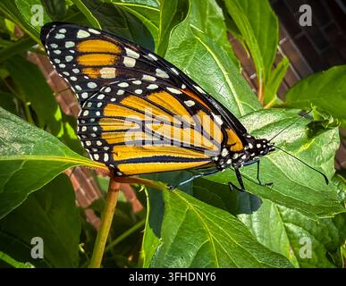 Seitenansicht eines neu geschlüpften Monarchfalters mit geschlossenen Flügeln, der im Sonnenlicht ruht. Stockfoto