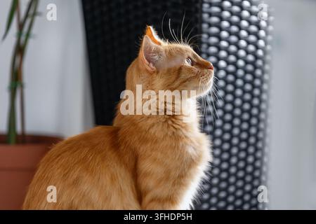 Orangene Katze schaut nach oben in Innenräumen Stockfoto