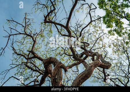 Abstrakte Muster und Formen eines Baumes Stockfoto