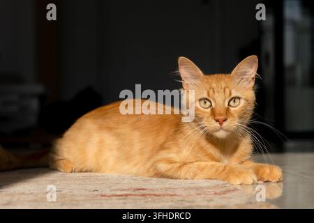 Orangene Katze liegt auf einem Teppich im Haus Stockfoto