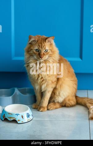 Orangefarbene Katze sitzt in der Nähe der Futterschüssel im Haus Stockfoto