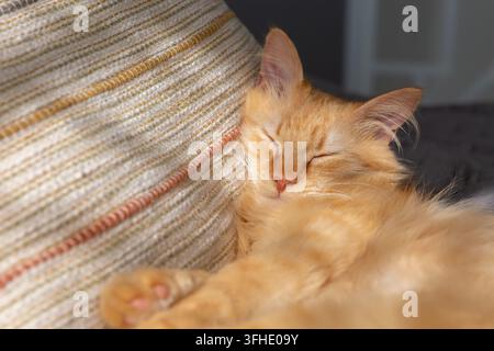 Schlafendes orangefarbenes Kätzchen ruht auf einem Sofa Stockfoto