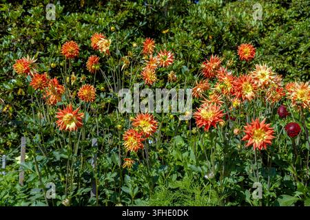 Ein dichter Büschel leuchtend orangefarbener und gelber Dahlienblüten mit stacheligen Blütenblättern erhebt sich vor einem üppigen grünen Heckenhintergrund, Stanley Park, Vancouve Stockfoto