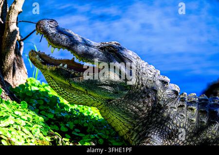 Alligator, der am Ufer eines der Kanäle im Wakodahatchee-Feuchtgebiet liegt Stockfoto