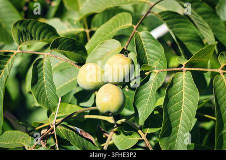 Grüne Walnüsse reifen in ihren Schalen an einem Ast, umgeben von üppigem Laub in einem Obstgarten. Stockfoto