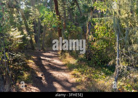 Gesprenkeltes Sonnenlicht fällt auf einen Wanderweg durch einen Küsten-Altholzwald in der Nähe von Port Renfrew, an der Südwestküste von Vancouver Island, British Stockfoto