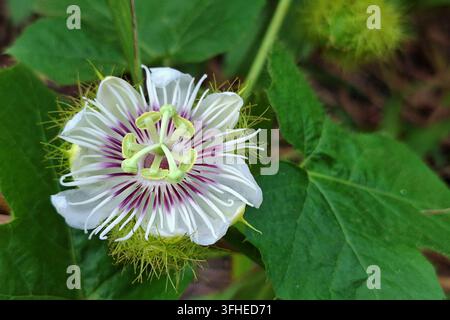Ein hochwertiges Makrofoto, das das atemberaubende Detail einer wilden Passiflora foetida-Blüte einfängt, allgemein bekannt als stinkende Passionsblume oder Rambusa. Stockfoto