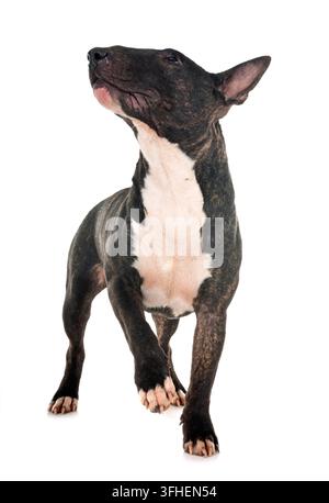 Miniatur Bull Terrier vor weißem Hintergrund Stockfoto