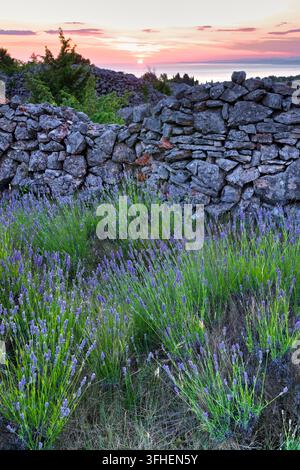 Lavendel und trockene Steinmauer bei Sonnenuntergang, Brusje, Hvar, Kroatien Stockfoto
