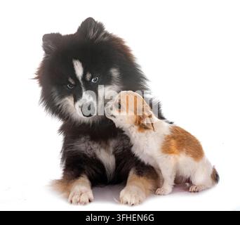 Bild eines Pomsky und eines Chihuahuas vor weißem Hintergrund Stockfoto