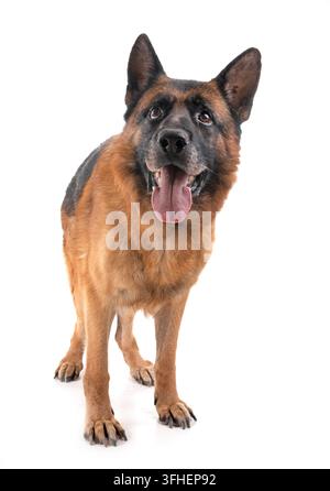 Deutscher Schäferhund vor weißem Hintergrund Stockfoto