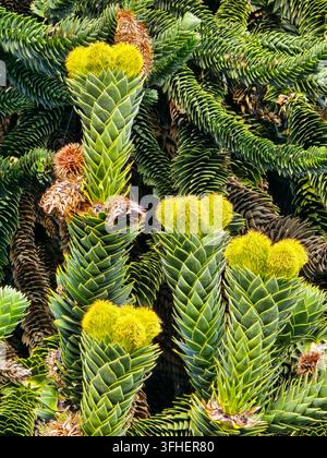 Detaillierte Nahaufnahme eines immergrünen Baumes mit dichtem, sich überlappendem Laub, geometrischen Blattmustern und hellgelbem Neuwuchs. Stockfoto