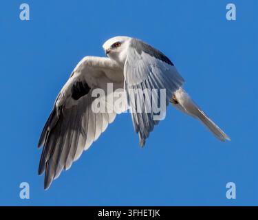 Ein Weißschwanz-Seeadler im Flug, schwebend. Garin Regionalpark, Alameda County, Kalifornien. Stockfoto